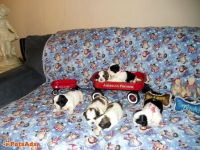 Lhasa Apso Puppies for sale in Chicago, IL, USA. price: NA