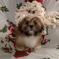 Lhasa Apso Puppies for sale in Pittsburgh, PA, USA. price: NA