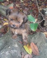 Lhasa Apso Puppies for sale in Bell, FL 32619, USA. price: NA