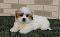 Lhasa Apso Puppies for sale in Newark, NJ, USA. price: NA