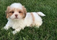 Lhasa Apso Puppies for sale in Chicago, IL 60638, USA. price: NA