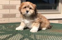 Lhasa Apso Puppies for sale in Minneapolis, MN 55442, USA. price: NA