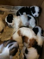 Lhasa Apso Puppies Photos