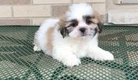 Lhasa Apso Puppies for sale in Newark, NJ 07189, USA. price: NA