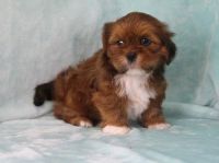 Lhasa Apso Puppies for sale in Houston, TX, USA. price: NA