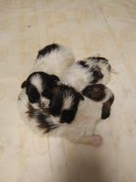 Lhasa Apso Puppies for sale in Bradenton, FL, USA. price: NA