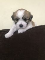 Lhasa Apso Puppies for sale in Brockton, MA, USA. price: NA