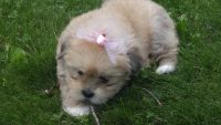 Lhasa Apso Puppies for sale in Carlisle, PA 17013, USA. price: NA