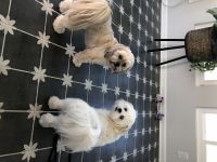 Lhasa Apso Puppies for sale in Conway, SC, USA. price: NA