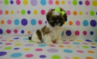 Lhasa Apso Puppies for sale in US-1, Jacksonville, FL, USA. price: NA