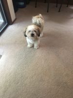 Lhasa Apso Puppies for sale in Silverdale, WA, USA. price: NA