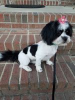 Lhasa Apso Puppies for sale in Fayetteville, NC, USA. price: NA