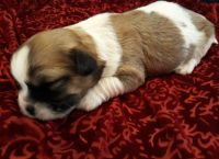 Lhasa Apso Puppies for sale in Florida Panhandle, FL, USA. price: NA