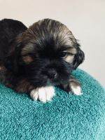 Lhasa Apso Puppies for sale in Syracuse, NY, USA. price: NA