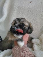 Lhasa Apso Puppies for sale in Townsend, MA 01469, USA. price: NA