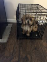 Lhasa Apso Puppies for sale in Coon Rapids, MN, USA. price: NA