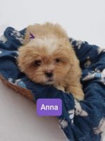 Lhasa Apso Puppies for sale in Woodville, WI 54028, USA. price: NA