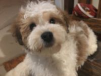 Lhasa Apso Puppies for sale in Bandera, TX 78003, USA. price: NA