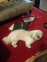 Lhasa Apso Puppies for sale in South Brunswick Township, NJ, USA. price: NA