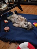 Lhasa Apso Puppies for sale in Elizabeth, NJ, USA. price: NA