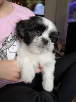 Lhasa Apso Puppies for sale in Texarkana, TX, USA. price: NA