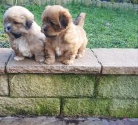 Lhasa Apso Puppies for sale in Pittsburgh, PA, USA. price: NA