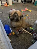 Lhasa Apso Puppies for sale in Brookfield, IL, USA. price: NA