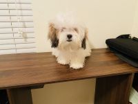 Lhasa Apso Puppies for sale in Raleigh, NC, USA. price: NA