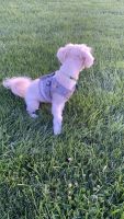 Lhasa Apso Puppies for sale in Rocklin, CA, USA. price: NA