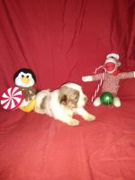 Lhasa Apso Puppies for sale in Bradenton, FL, USA. price: NA
