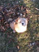 Lhasa Apso Puppies for sale in Wellesley, MA, USA. price: NA