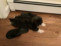 Lhasa Apso Puppies for sale in Wellesley, MA, USA. price: NA