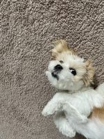 Lhasa Apso Puppies for sale in Spring, TX 77373, USA. price: NA