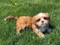 Lhasa Apso Puppies for sale in Garland, TX, USA. price: NA