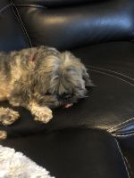 Lhasa Apso Puppies for sale in Dallas, TX, USA. price: NA