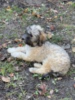 Lhasapoo Puppies for sale in Virginia Beach, VA, USA. price: NA