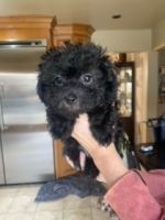 Lhasapoo Puppies for sale in East Brunswick, NJ, USA. price: NA