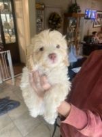 Lhasapoo Puppies for sale in East Brunswick, NJ, USA. price: NA