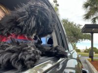 Lhasapoo Puppies for sale in North Lauderdale, FL, USA. price: NA