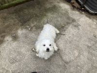 Lhasapoo Puppies for sale in Baltimore, MD, USA. price: NA