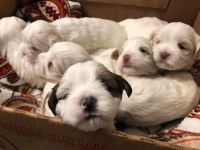 Lhasapoo Puppies for sale in Kansas City, KS 66109, USA. price: NA