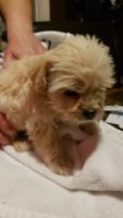 Lhasapoo Puppies for sale in El Paso, TX 79925, USA. price: NA