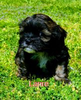 Lhasapoo Puppies for sale in Memphis, TN, USA. price: NA