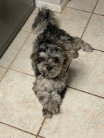 Lhasapoo Puppies for sale in Spring Hill, FL 34608, USA. price: NA