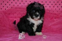 Lhasapoo Puppies for sale in New Orleans, Louisiana. price: $400