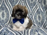 Lhasapoo Puppies for sale in Lakeland, Florida. price: $595