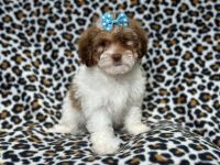 Lhasapoo Puppies for sale in Lakeland, Florida. price: $695