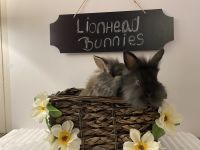 Lionhead rabbit Rabbits for sale in Buffalo, MN 55313, USA. price: NA
