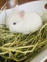 Lionhead rabbit Rabbits for sale in Santa Ana, CA, USA. price: NA