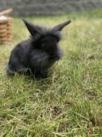 Lionhead rabbit Rabbits for sale in Battle Ground, WA, USA. price: NA